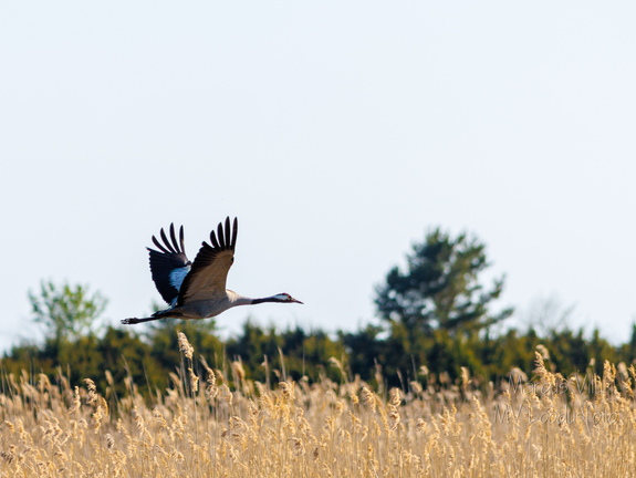 Sookurg pilliroo kohal