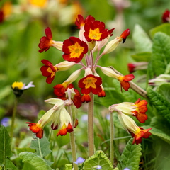 Priimula
