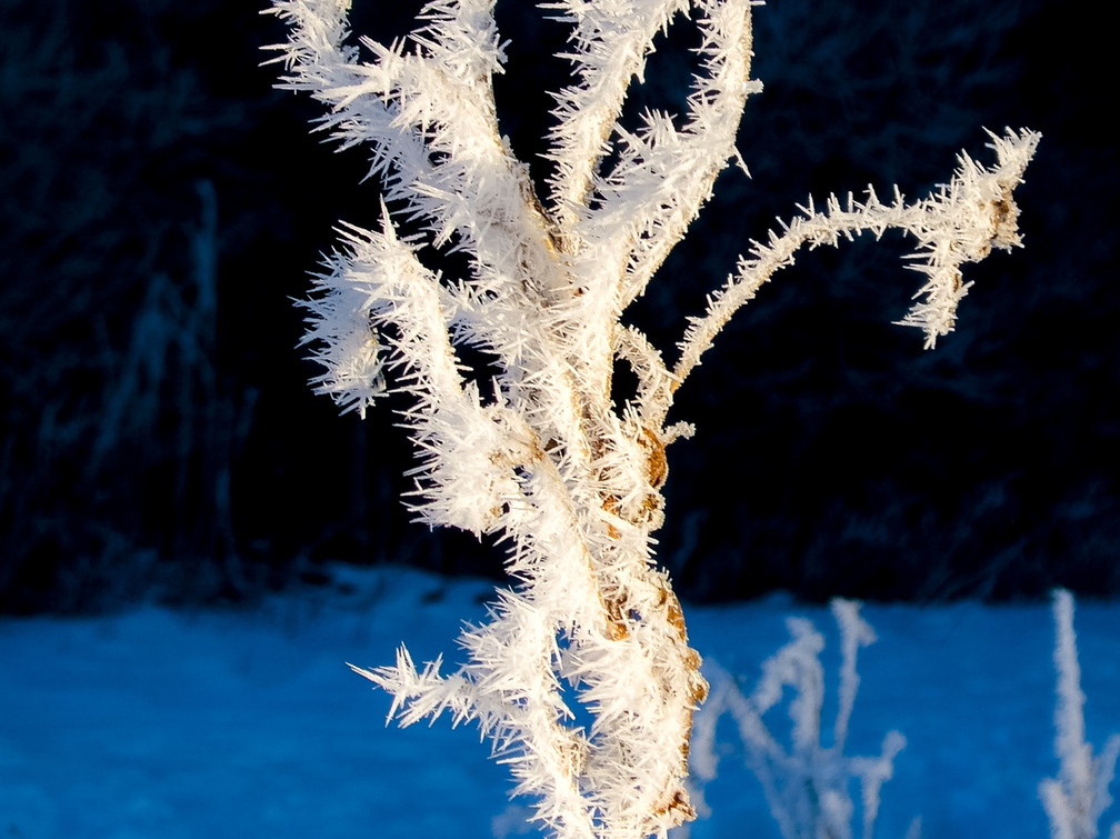 Sini-must-valge härmas taim