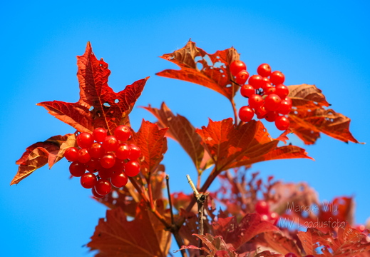 Lodjapuu on sügisel ilus punane