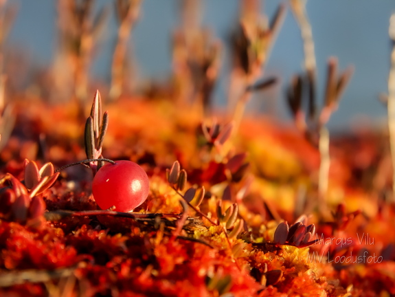 Magusalt punane jõhvikas