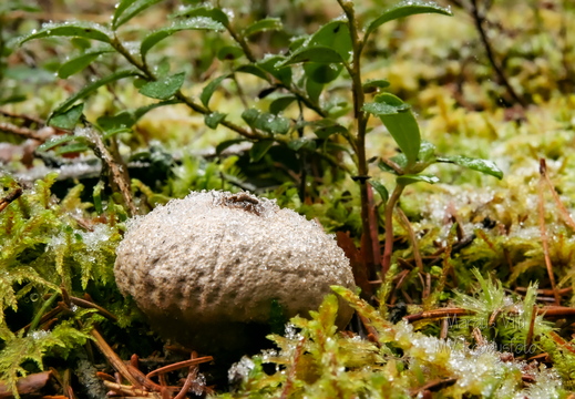 Murumuna hilissügisel