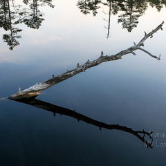 Oks laukast välja turritamas