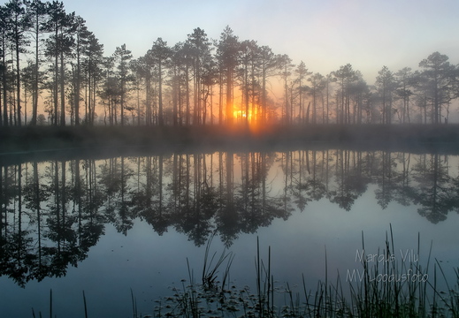 Viimased päikesekiired läbi rabamändide