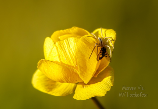  Ega kullerkupu õis pole üldse ohutu