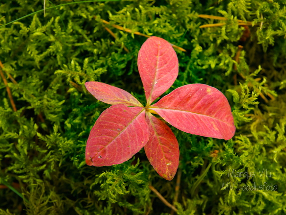  Punaste lehtedega taim keset rohelist sammalt