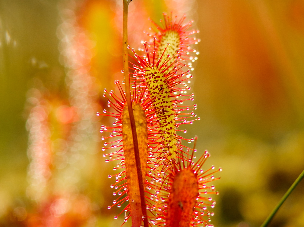  Pikaleheline huulhein, lihasööja taim rabas