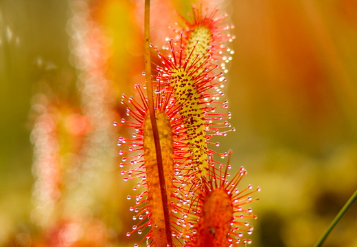  Pikaleheline huulhein, lihasööja taim rabas