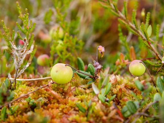  Veel rohelised jõhvikad