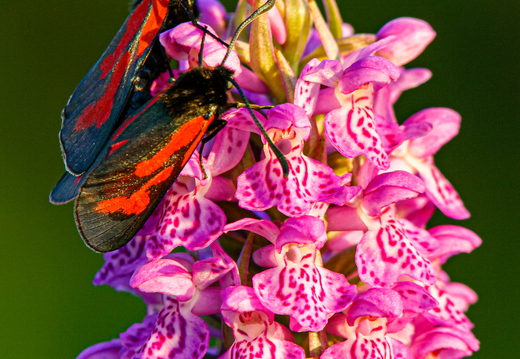  Aasa-verikireslased Kahkjaspunane sõrmkäpal (Dactylorhiza incarnata)