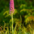 Kahkjaspunane sõrmkäpp (Dactylorhiza incarnata)