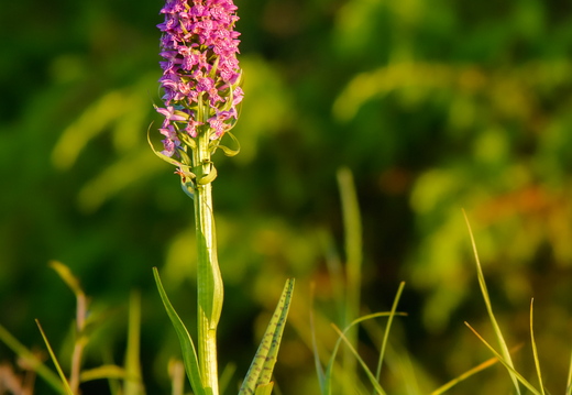 Kahkjaspunane sõrmkäpp (Dactylorhiza incarnata)
