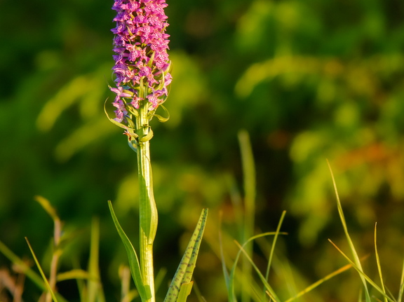 Kahkjaspunane sõrmkäpp (Dactylorhiza incarnata)