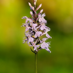 Kuradi-sõrmkäpp (Dactylorhiza maculata)