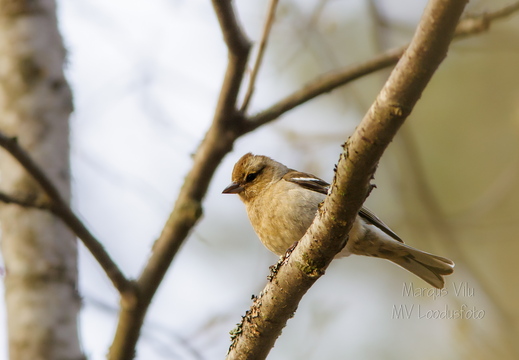 Metsvint (Fringilla coelebs)