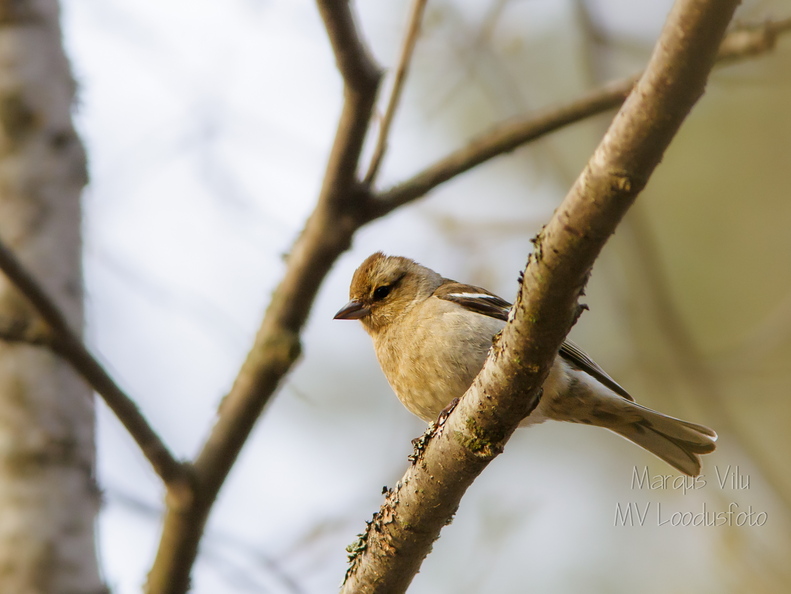 Metsvint (Fringilla coelebs)