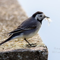   Linavästrik ehk jäälõhkuja pesamaterjaliga (Motacilla alba)