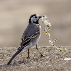  Linavästrik pesamaterjaliga (Motacilla alba)