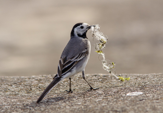  Linavästrik pesamaterjaliga (Motacilla alba)