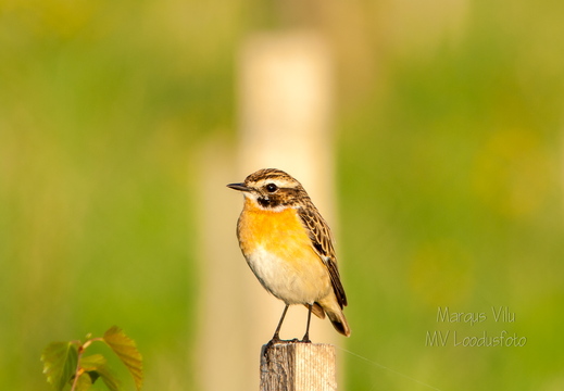   Kadakatäks posti otsas (Saxicola rubetra)
