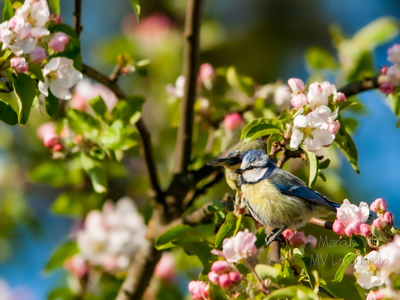  Sinitihane (1Cyanistes caeruleus)
