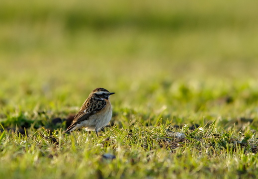  Kadakatäks (Saxicola rubetra)
