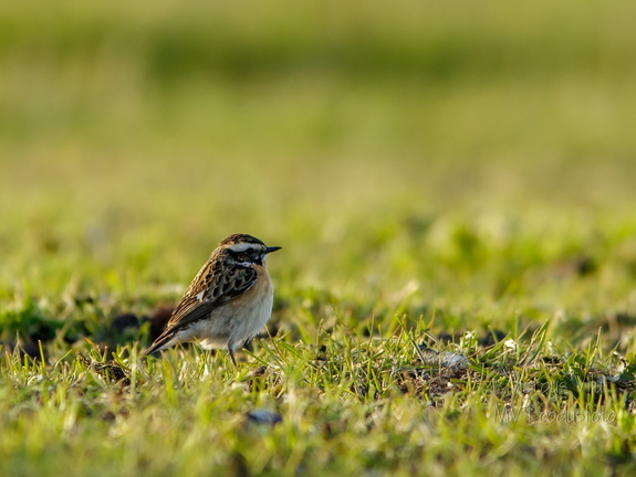  Kadakatäks (Saxicola rubetra)
