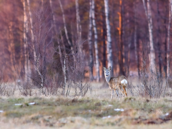   Metskits, ka kaber (Capreolus capreolus) 