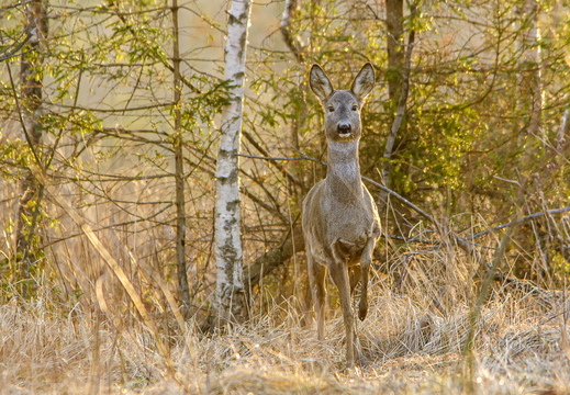   Metskits, ka kaber (Capreolus capreolus) talvises mundris