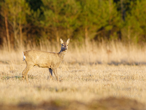  Metskits, ka kaber (Capreolus capreolus) 