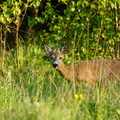   Metskits, ka kaber (Capreolus capreolus) 