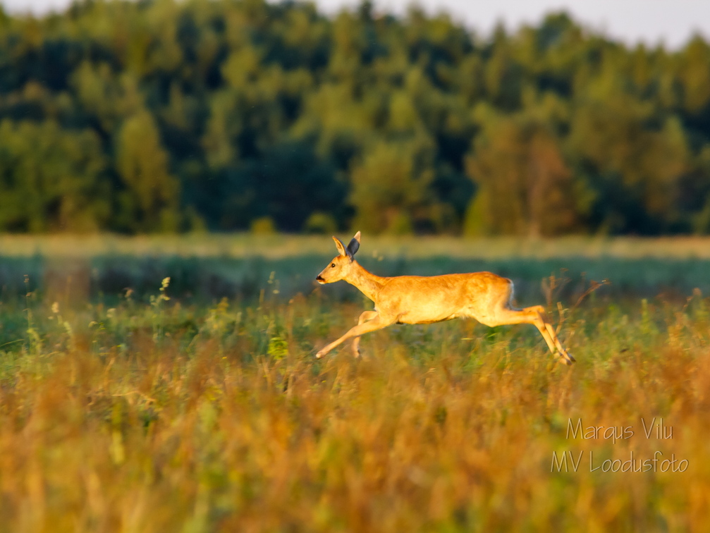   Metskits hüppel, ka kaber (Capreolus capreolus) 