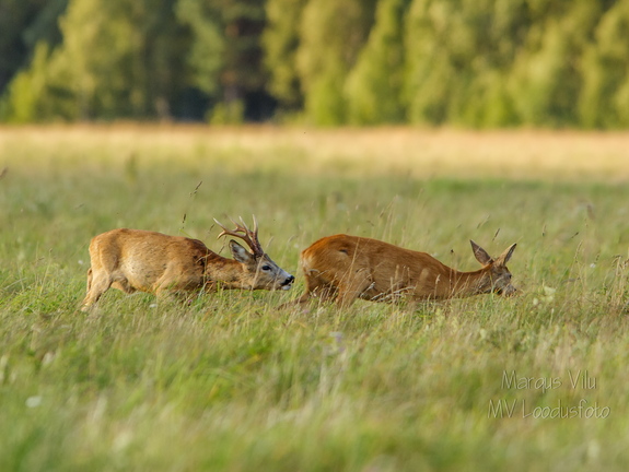 On jooksuaeg- Sokk kitse taga ajamas.  Metskits, ka kaber (Capreolus capreolus) 