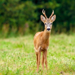  Kes seal on?  Metskits, ka kaber (Capreolus capreolus) 