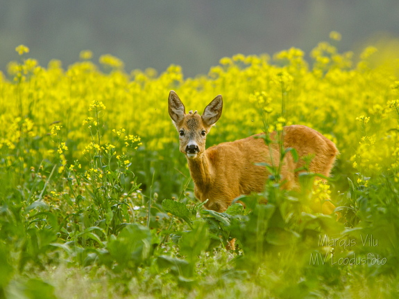   Metskits, ka kaber (Capreolus capreolus) 