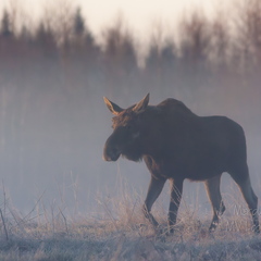  Põder sammub läbi udu