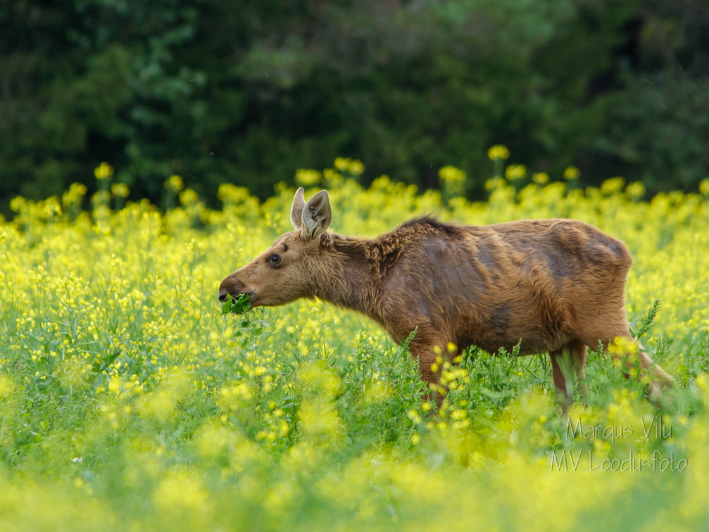 Põdra vasikas einestamas