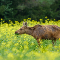 Põdra vasikas einestamas
