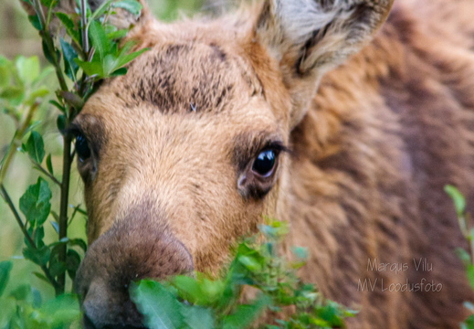 Noor põder piilumas