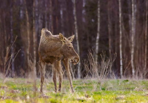  Põder näitab fotograafile keelt