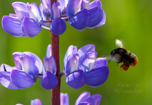  Kimalane ehk maamesilane, metsmesilane õiele lendamas