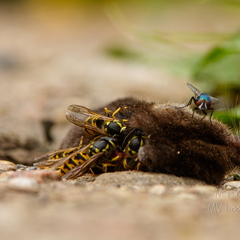  Herilaste pidusöök