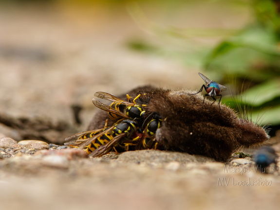  Herilaste pidusöök