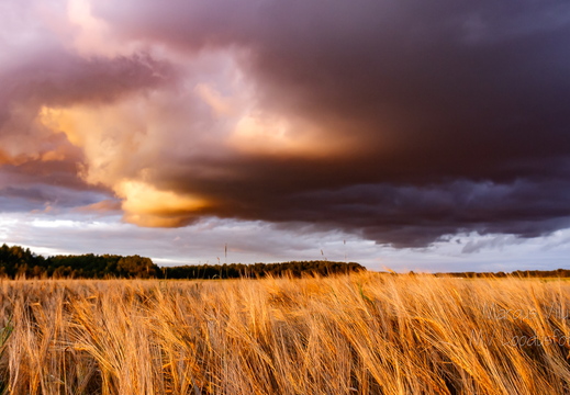  Äikesepilv viljapõllu kohal