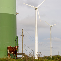 Lehm rohelist energiat toetamas