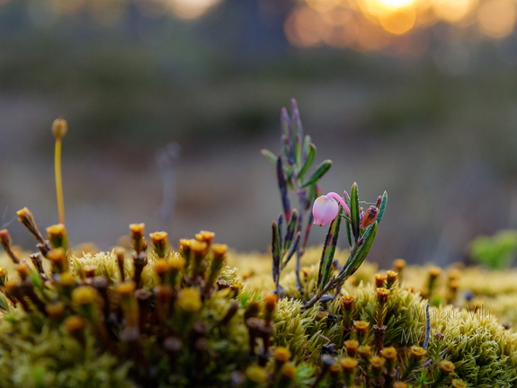 Harilik küüvits (Andromeda polifolia)