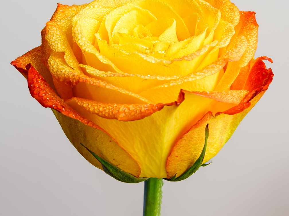   Portree punakas-kollasest roosist