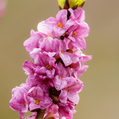  Harilik näsiniin (Daphne mezereum)