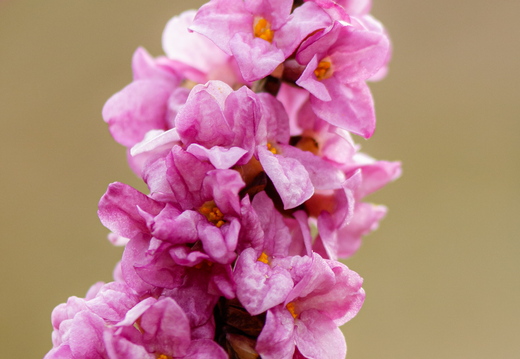  Harilik näsiniin (Daphne mezereum)