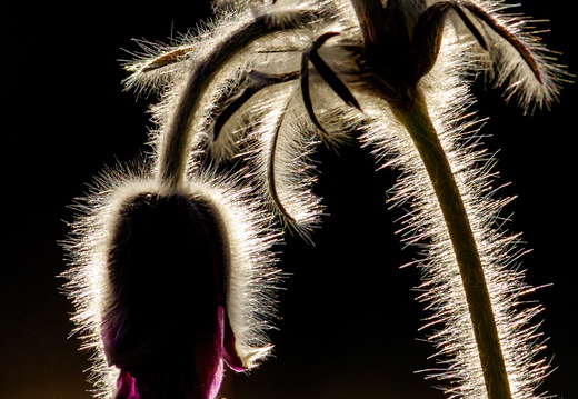  Aas-karukell (Pulsatilla pratensis) karvad